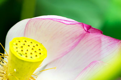 Close-up of pink lotus water lily