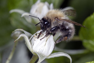 Close-up of insect on flower