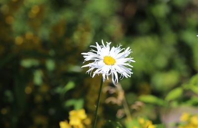 Close-up of white daisy flower