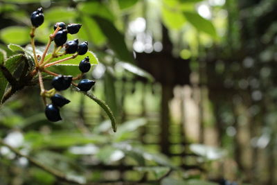 Close-up of fruits growing on plant