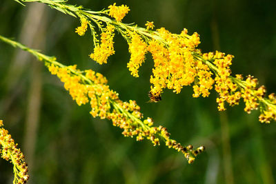 Close-up of plant against blurred background