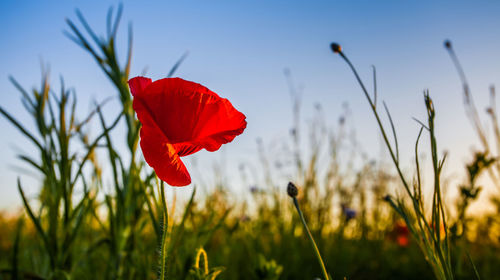 Close-up of red poppy flower blooming in field