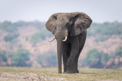 Elephant standing on field