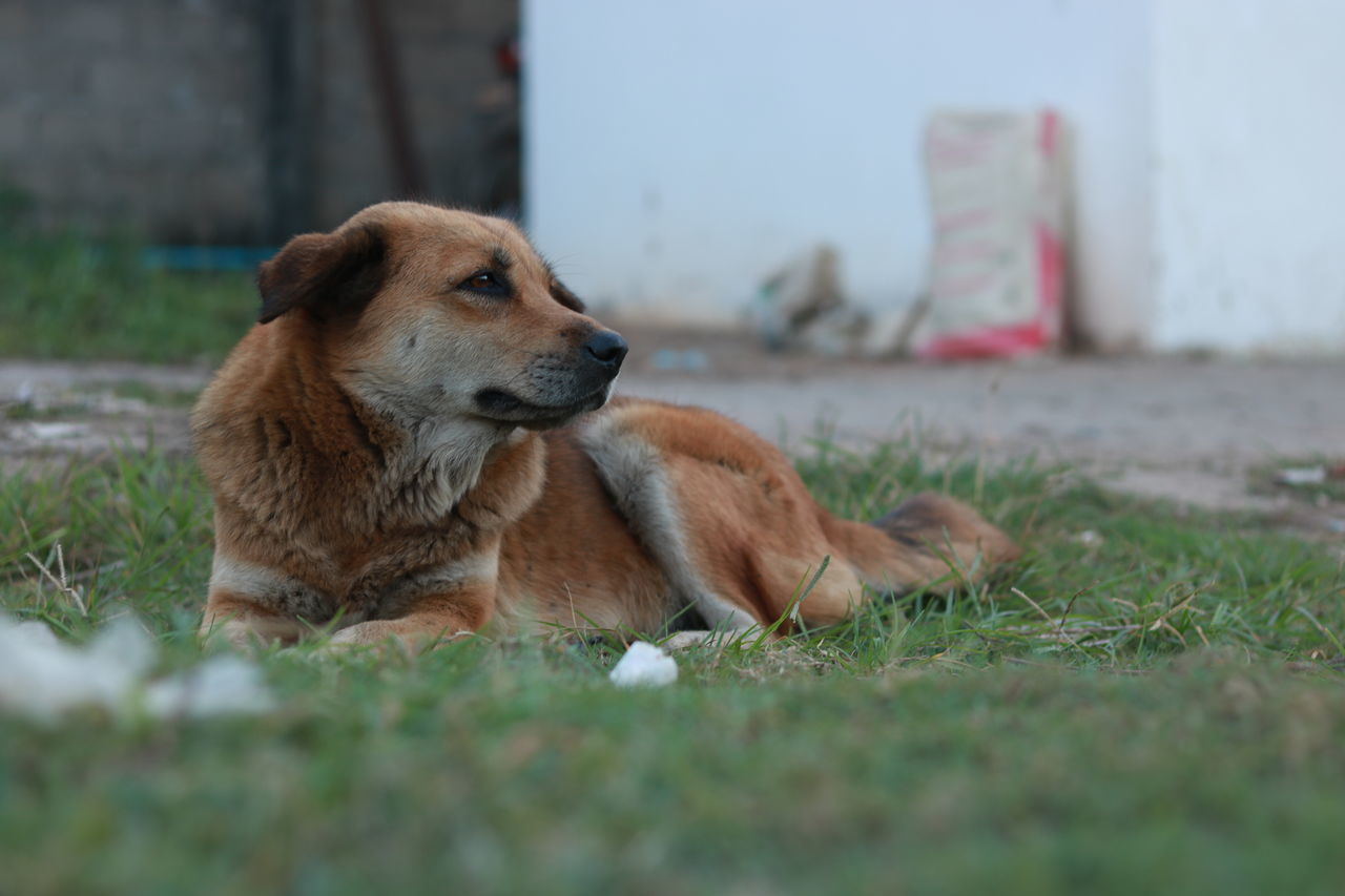 DOG LYING ON GROUND