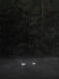 Swans swimming in a lake