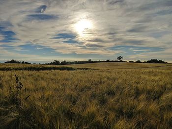 Scenic view of field against sky