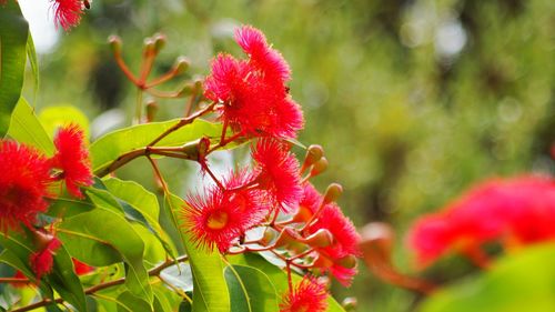 Close-up of pink flowers