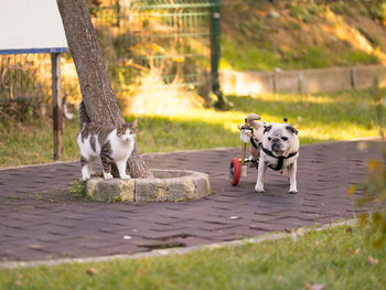 Dog and cat on footpath at public park