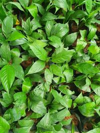 Full frame shot of fresh green leaves