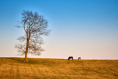 Tree on field against clear sky