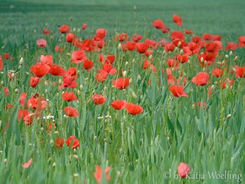 Close-up of red tulips blooming in field