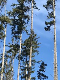 Low angle view of trees against sky