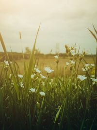 Close-up of flowering plants on field against sky