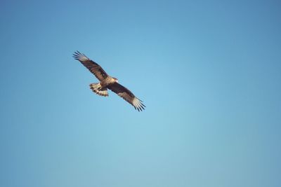 Low angle view of eagle flying in sky