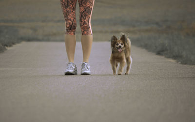 Low section of woman with dog standing on road