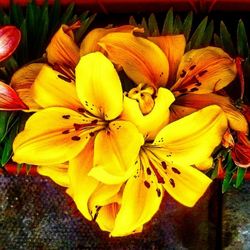 Close-up of yellow flowers blooming outdoors