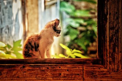 Cat sitting on wood