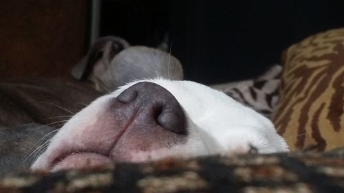 Close-up of dog relaxing