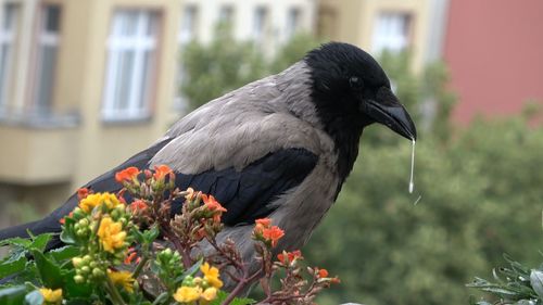 Close-up of bird perching on flower