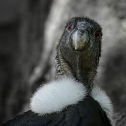 Close-up portrait of owl