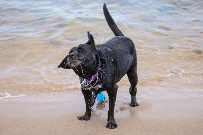 Black dog standing on wet beach
