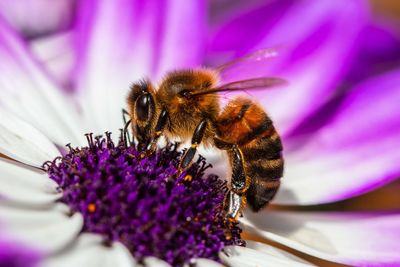 Close-up of honey bee on purple flower