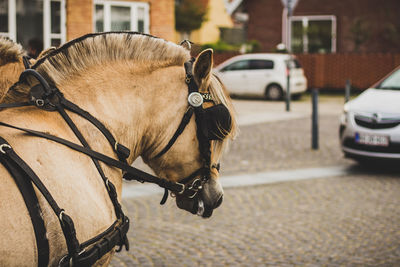 Close-up of horse cart on street