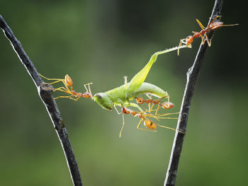 Close-up of ants hunting grasshopper on plant