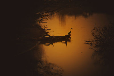 Silhouette of birds on lake at sunset