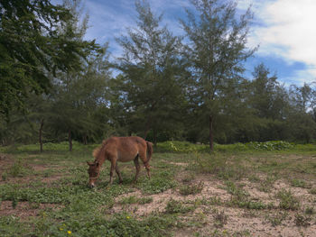 Horse grazing on field against sky