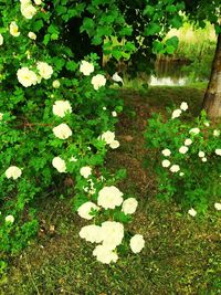 High angle view of white flowering plants on field