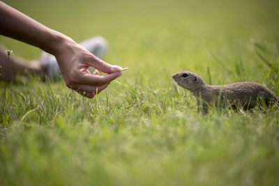 Man sitting by squirrel on field