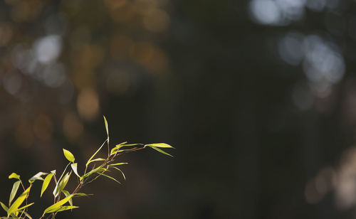 Close-up of plant 