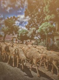 View of sheep on field