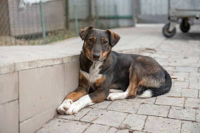 Dog waiting for adoption in animal shelter. homeless dog in the shelter. stray animals concept.