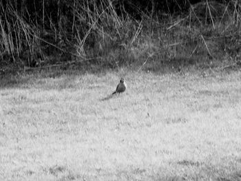 Bird perching on field