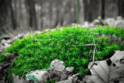 Close-up of moss growing on field