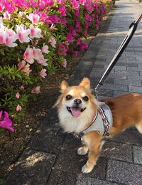 Portrait of dog on flowers