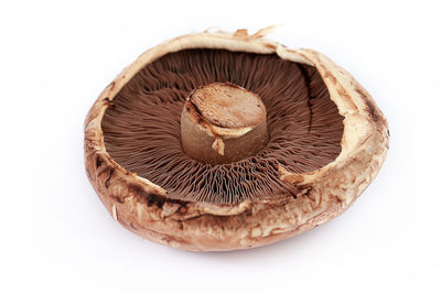 Close-up of mushroom against white background