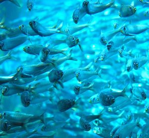 Full frame shot of blue water