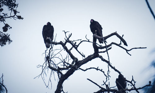 Low angle view of bird perching on bare tree against sky