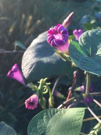 Close-up of pink flowers growing in park