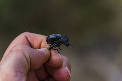 Close-up of hand holding insect