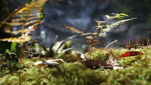 Close-up of dry leaves on field