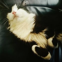 Close-up of cat sitting on sofa