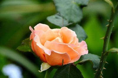 Close-up of flower blooming outdoors