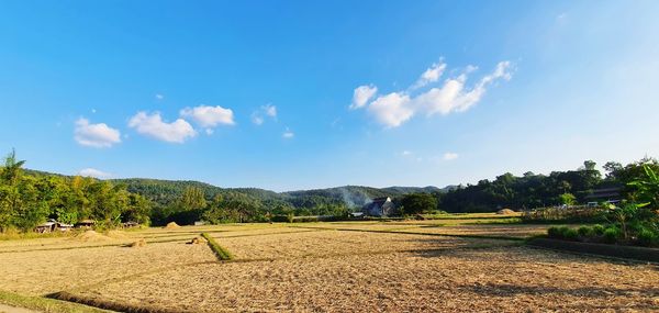 Scenic view of agricultural field against sky