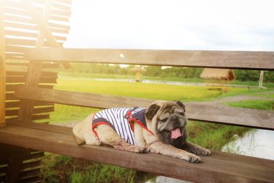 Dog relaxing on bench