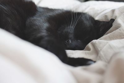 Close-up of black dog lying down on bed