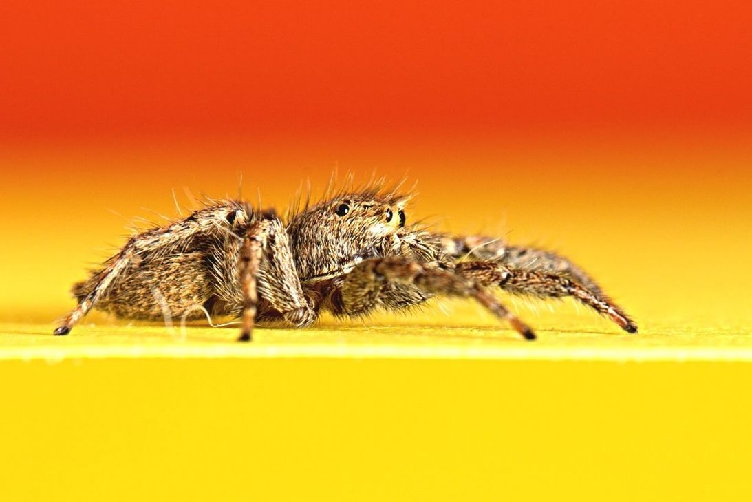 animal themes, animals in the wild, one animal, wildlife, insect, close-up, yellow, full length, zoology, nature, copy space, side view, focus on foreground, selective focus, animal wing, no people, beauty in nature, outdoors, perching, animal antenna